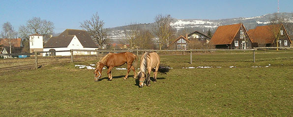 Bauernhof Joas in Gerolfingen, Pferde